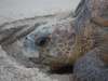White Pearl Resorts - Wildlife